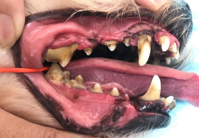 歯科診療_事例1_Before