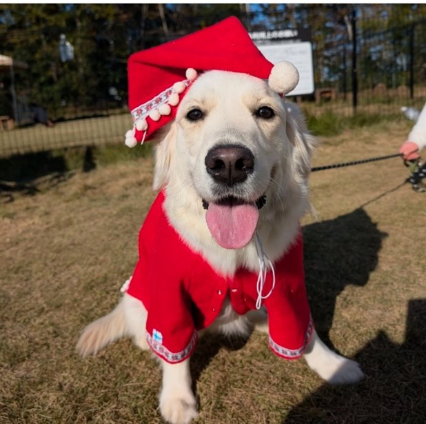 サンタの格好をした犬
