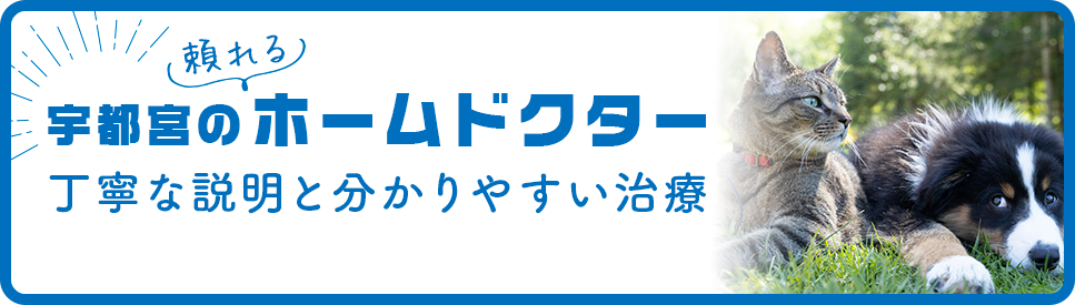 はた動物病院は宇都宮のホームドクター。丁寧な説明と分かりやすい説明