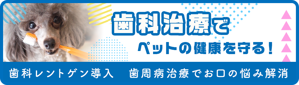 歯科治療でペットの健康を守る！はた動物病院は歯科診療に力を入れています。